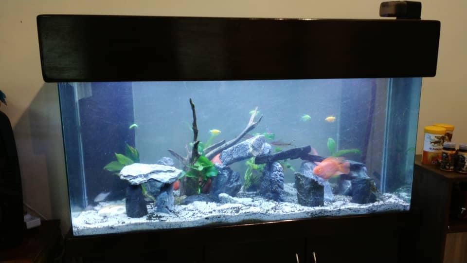 Aquarium Cleaners - Aquarium, Fish Tank Cleaning & Maintenance Kajang ...