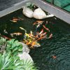 fish pond