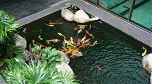 fish pond