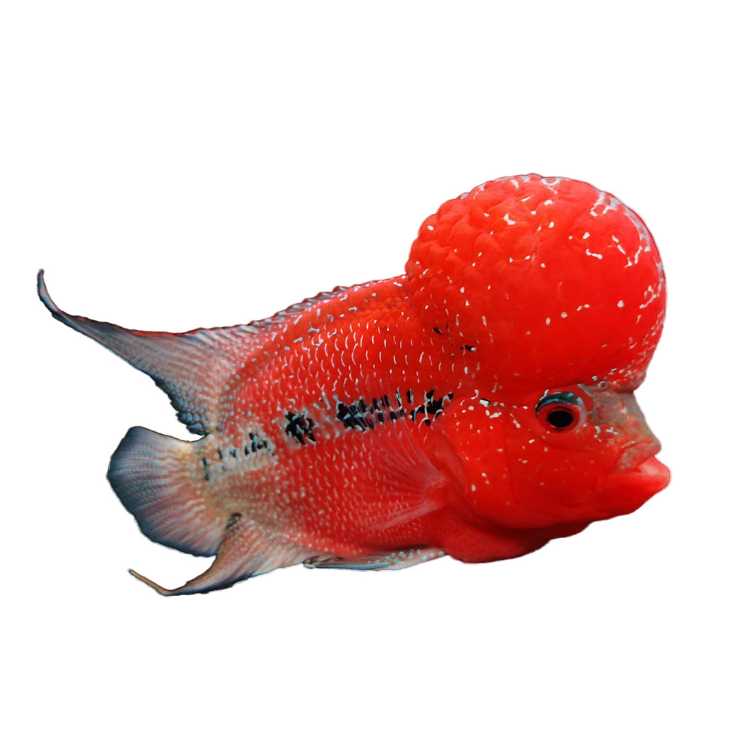 Giant Flowerhorn