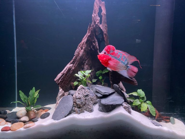 Giant Flowerhorn Fish Buy Flowerhorn Fish