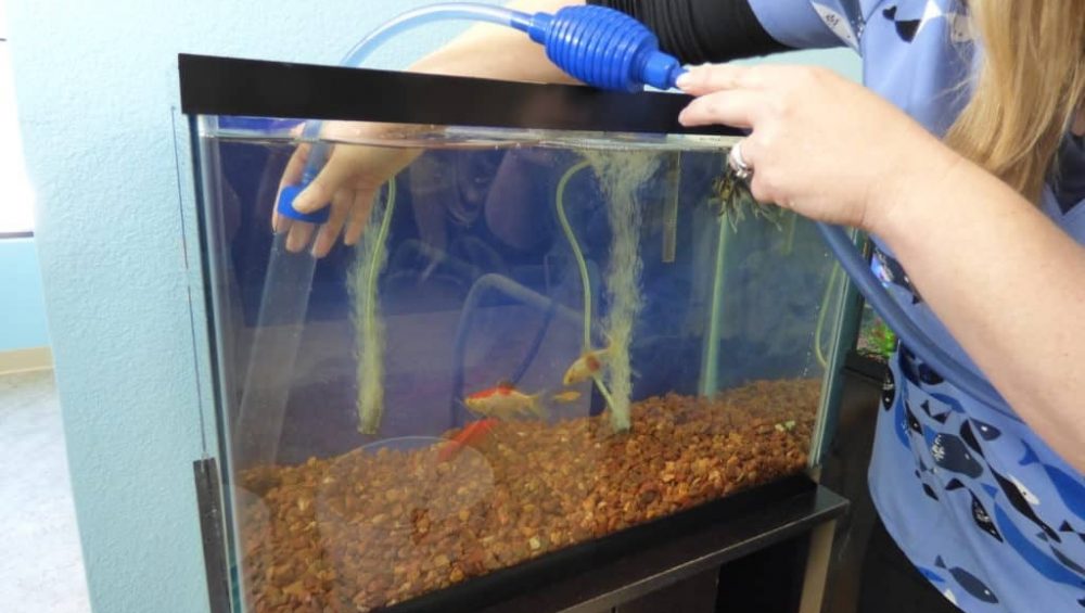 How to keep your aquarium clean