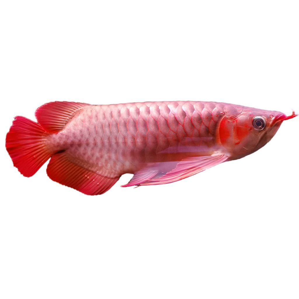 Buy Aquarium Fish Online Rare & Exotic Fish, Premium Breeds of