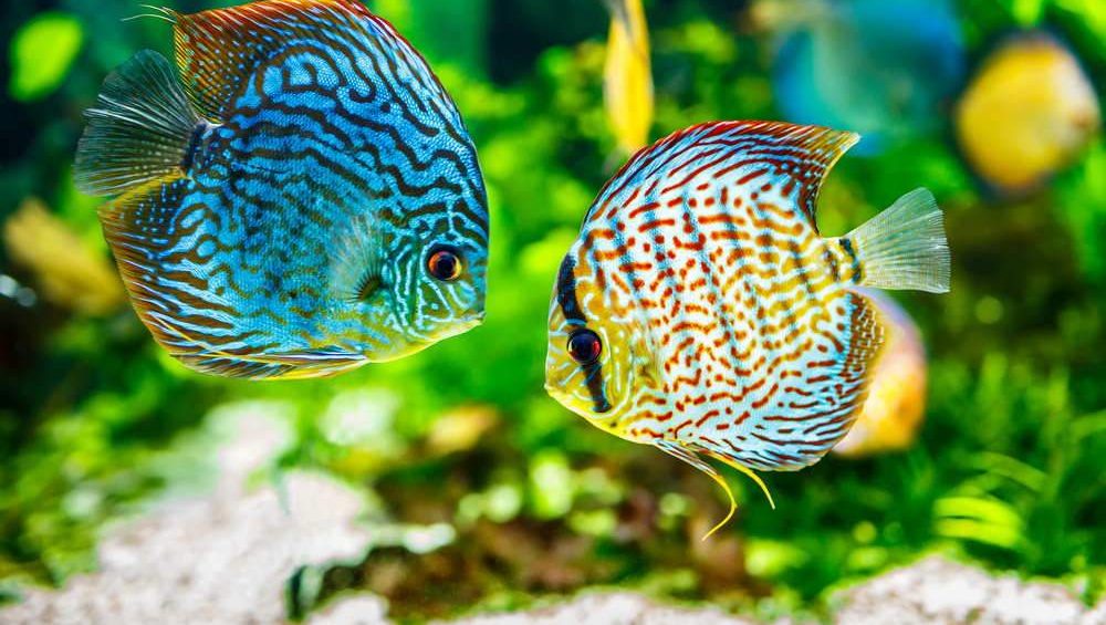 Keeping Discus Fish