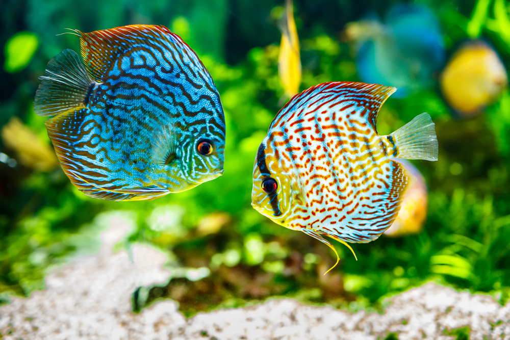 Keeping Discus Fish