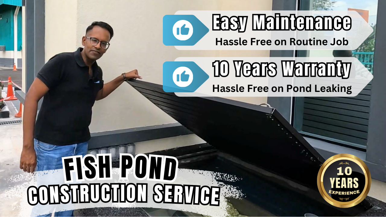 Best Fish Pond Construction Services In Klang Valley Malaysia Best Fish Pond Construction Services In Klang Valley Malaysia