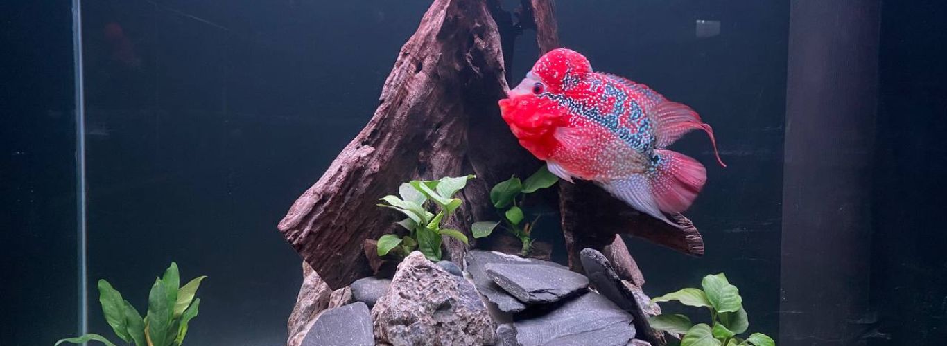 Flowerhorn Fish