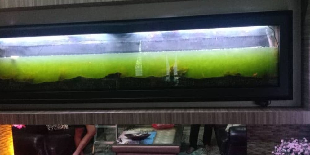 Aquarium Cleaning Services Kajang