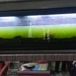 Aquarium Cleaning Services Kajang