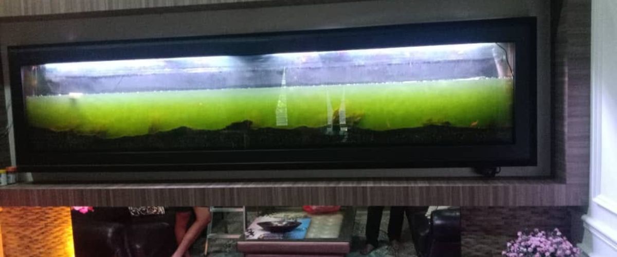 Aquarium Cleaning Services Kajang