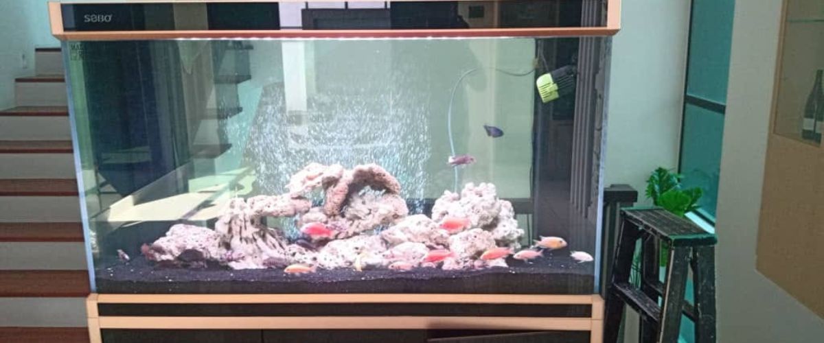 Customized Vs. Sobo Aquarium