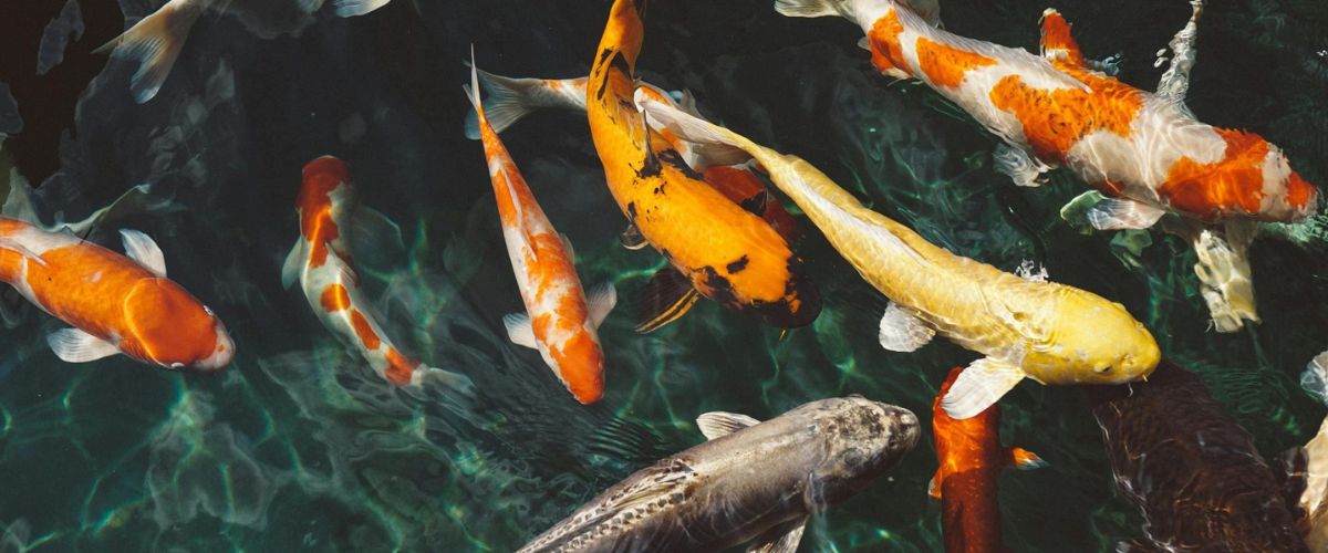 Fish Pond Maintenance Service
