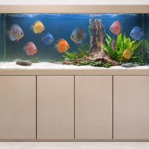 MJ 5x2x2.5ft khaki aquarium and cabinet with colourful discus setup