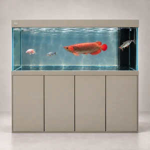 MJ 6x2x2.5ft aquarium with khaki four-door cabinet and red arowana